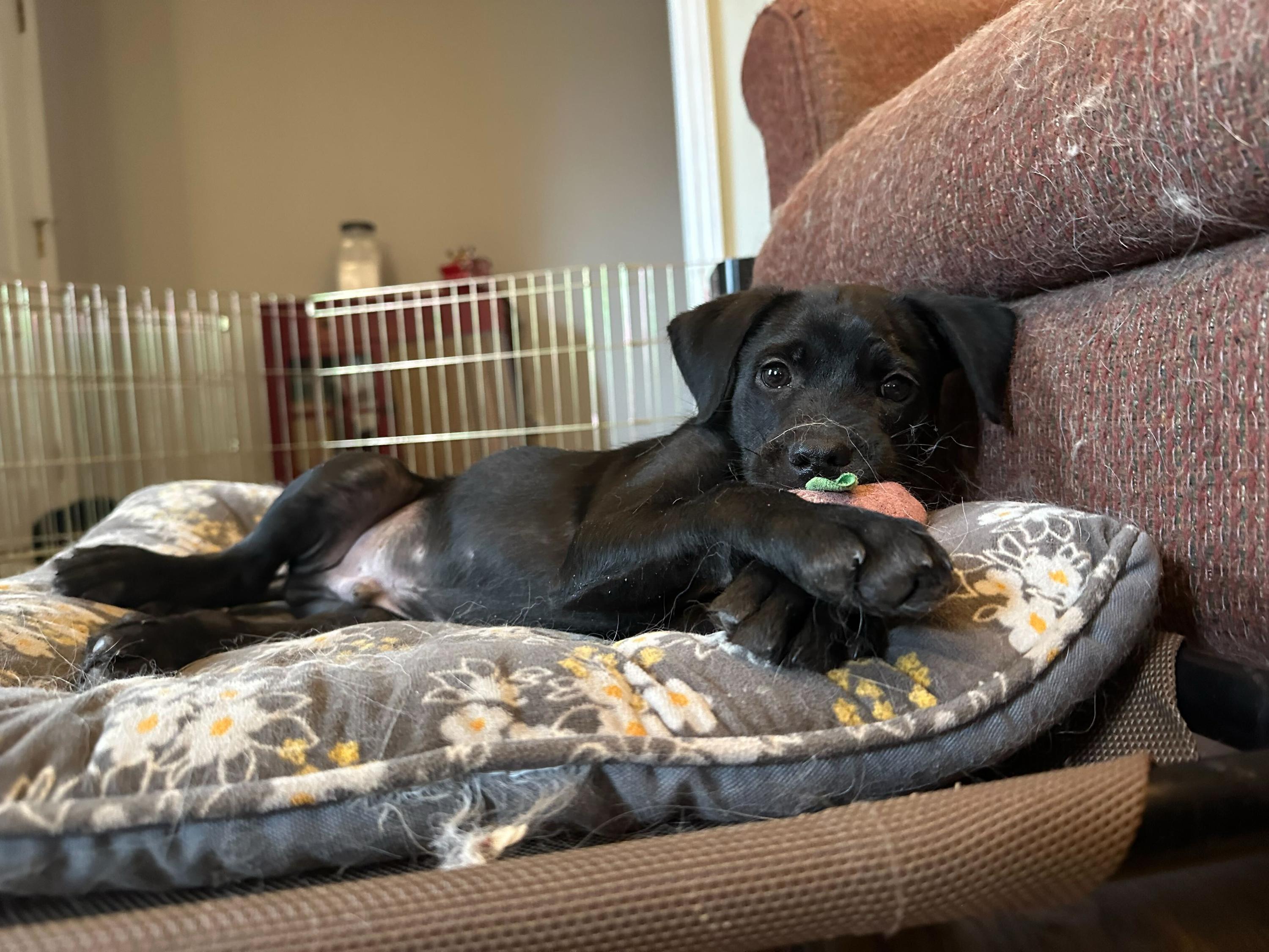 Henry, a Adopted Labrador Retriever in Hillsborough, NC image 2/3