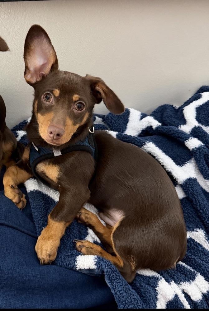 Max, Adoptable, Puppy Male Dachshund.