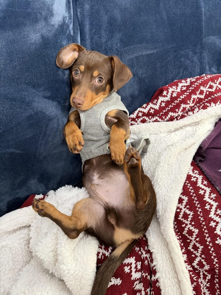 Enlarge Max, a Adoptable Dachshund in Jefferson Hills, PA image 2/3