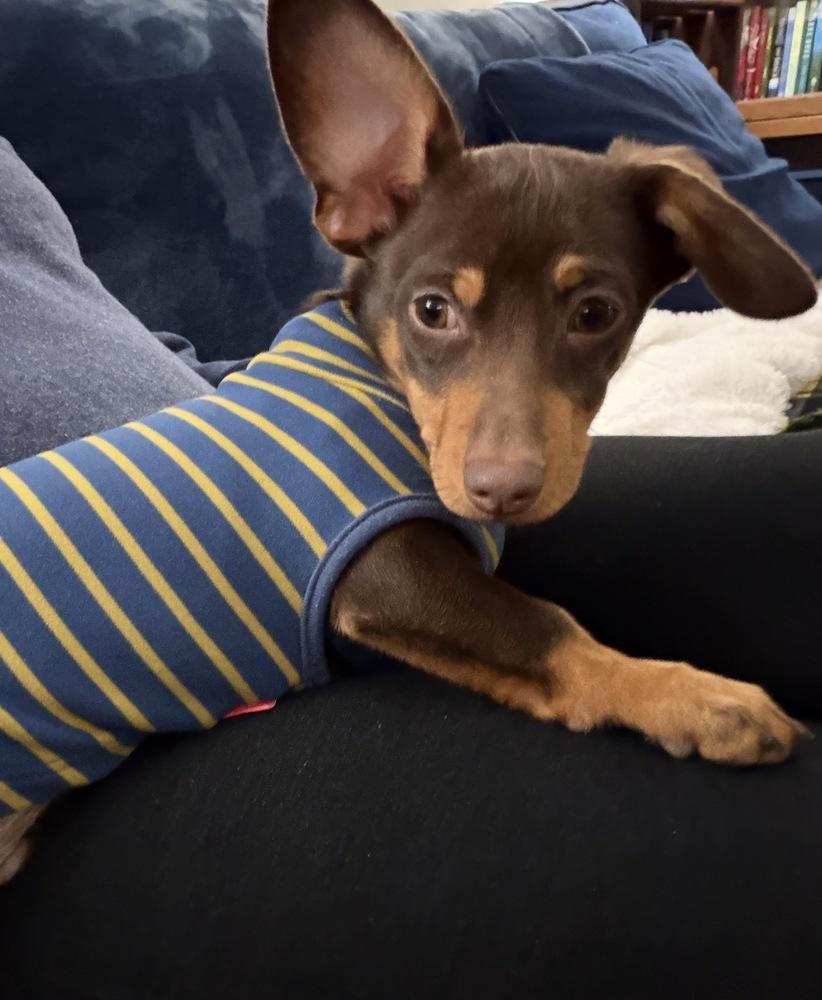 Enlarge Max, a Adoptable Dachshund in Jefferson Hills, PA image 3/3