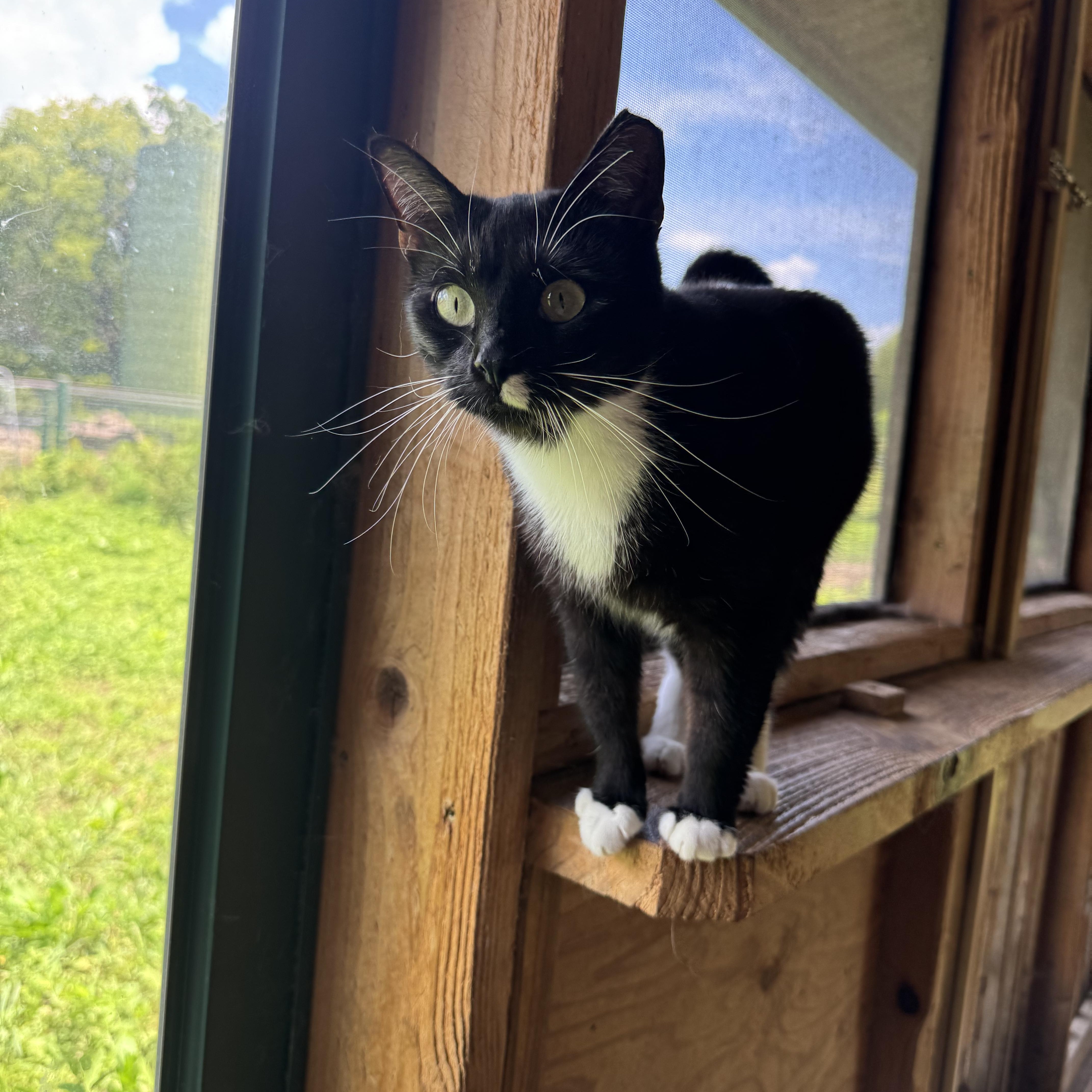 Lindy Lou, a Adoptable Tuxedo in Leon, KS image 1/5