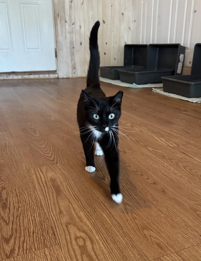 Lindy Lou, a Adoptable Tuxedo in Leon, KS image 2/5