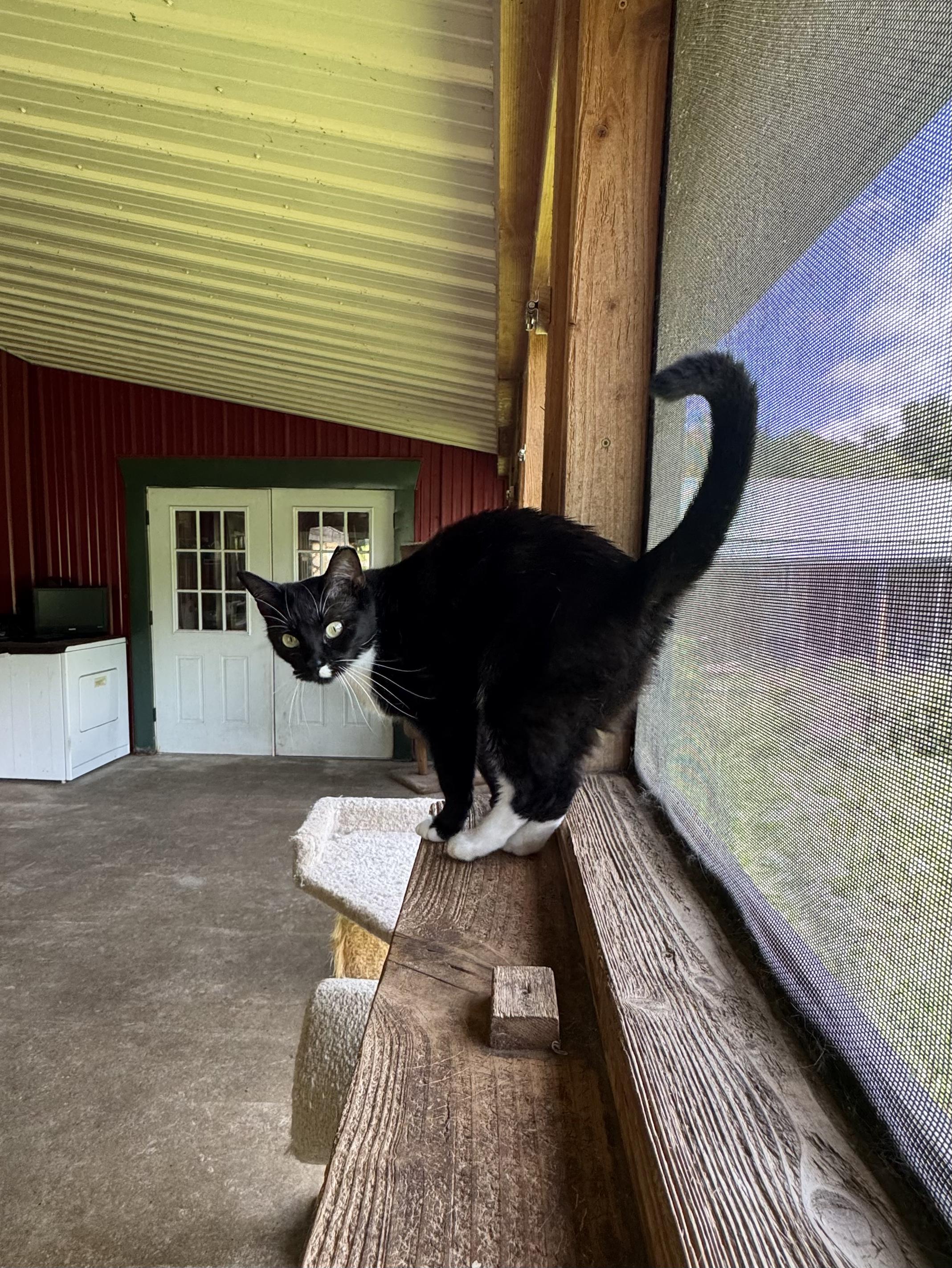 Lindy Lou, a Adoptable Tuxedo in Leon, KS image 4/5