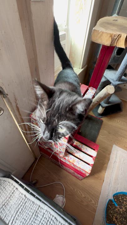 Enlarge Lindy Lou, a Adoptable Tuxedo in Leon, KS video 5/5