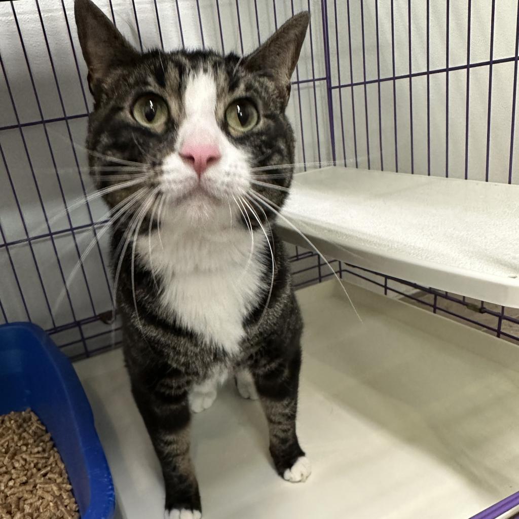 Aramis, a Adoptable Domestic Short Hair in Priest River, ID image 1/3