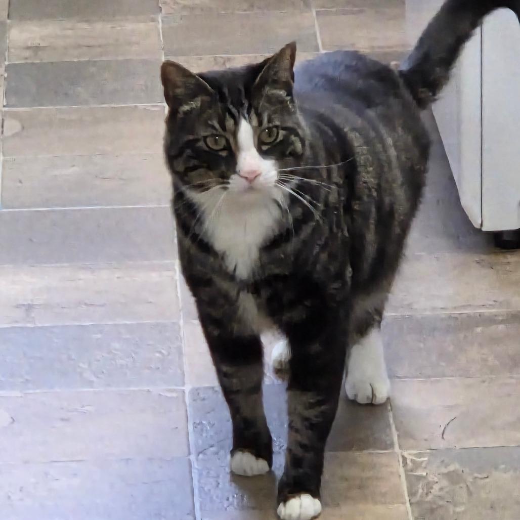 Aramis, a Adoptable Domestic Short Hair in Priest River, ID image 2/3