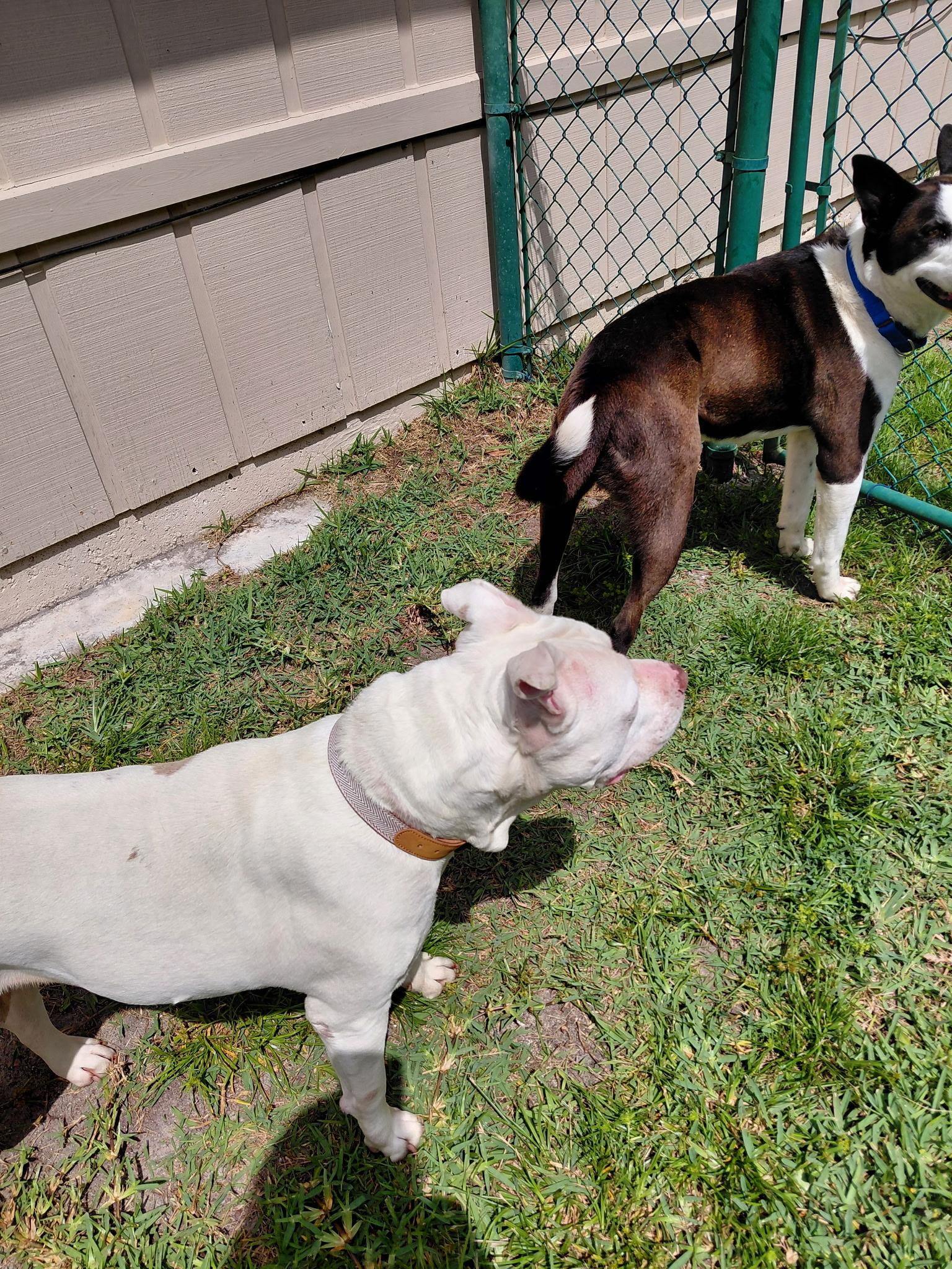 Ava, a ADOPTABLE mixed breed in Port Saint Lucie, FL image 3/6