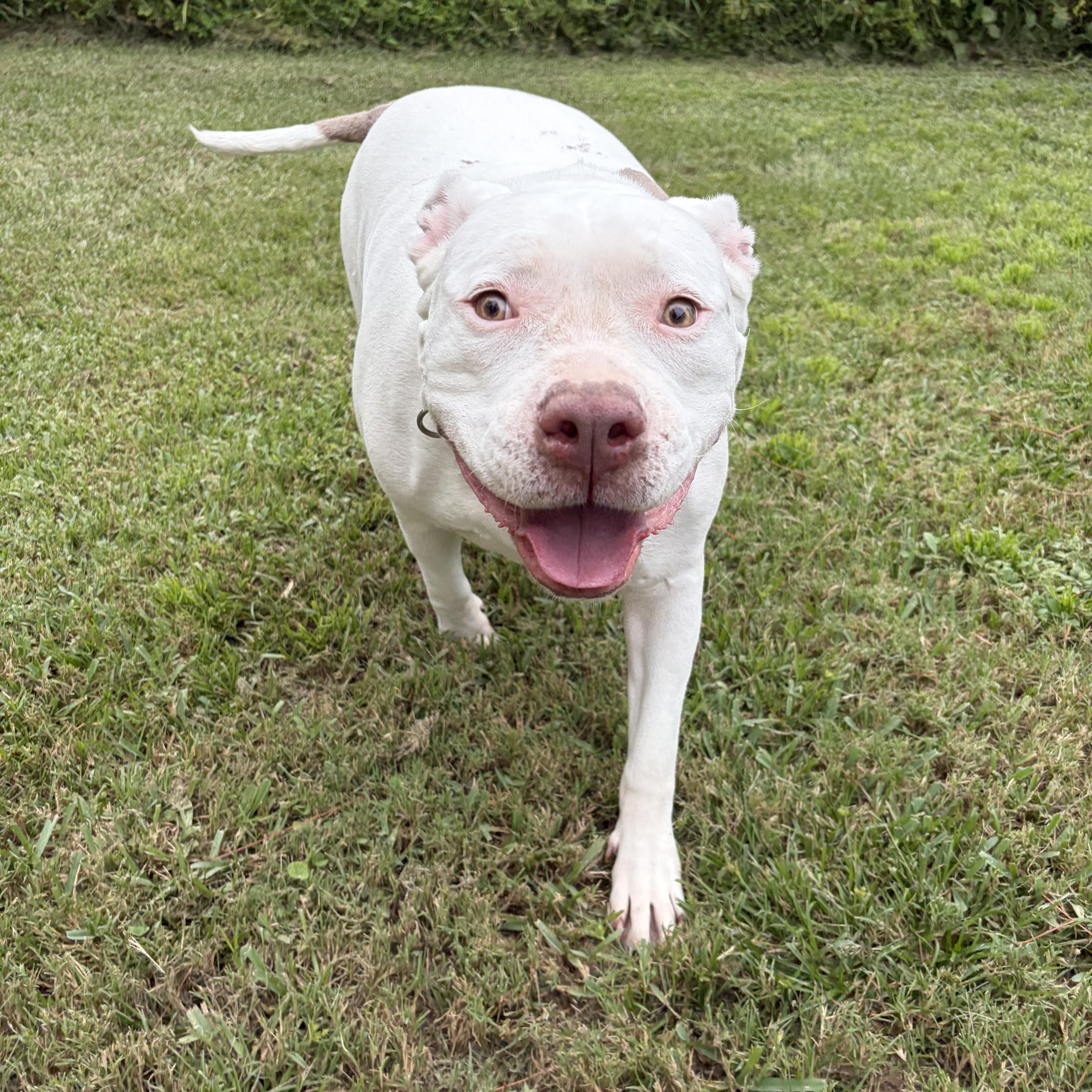 Ava, ADOPTABLE, Adult Female Pit Bull Terrier.