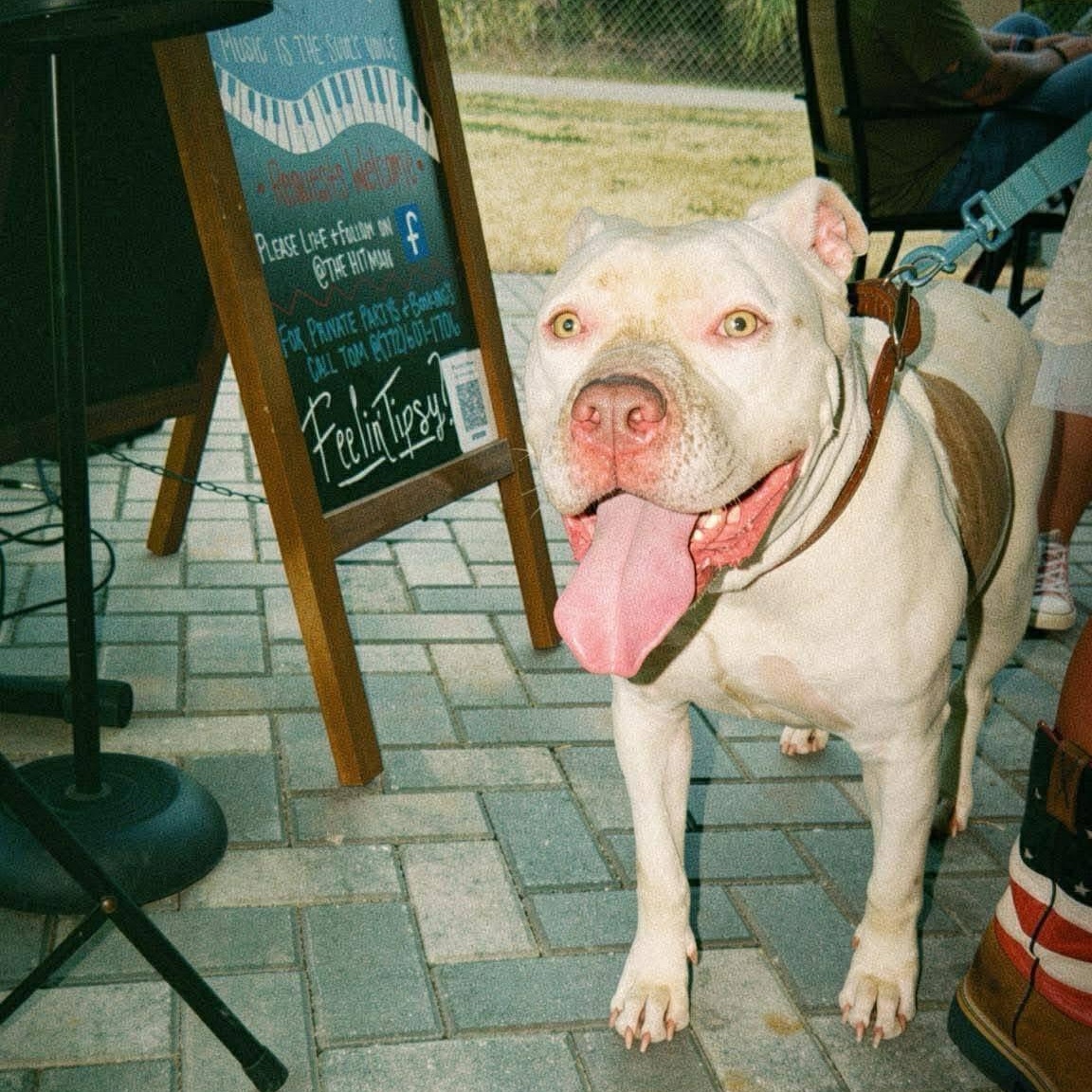 Ava, a ADOPTABLE mixed breed in Port Saint Lucie, FL image 1/6