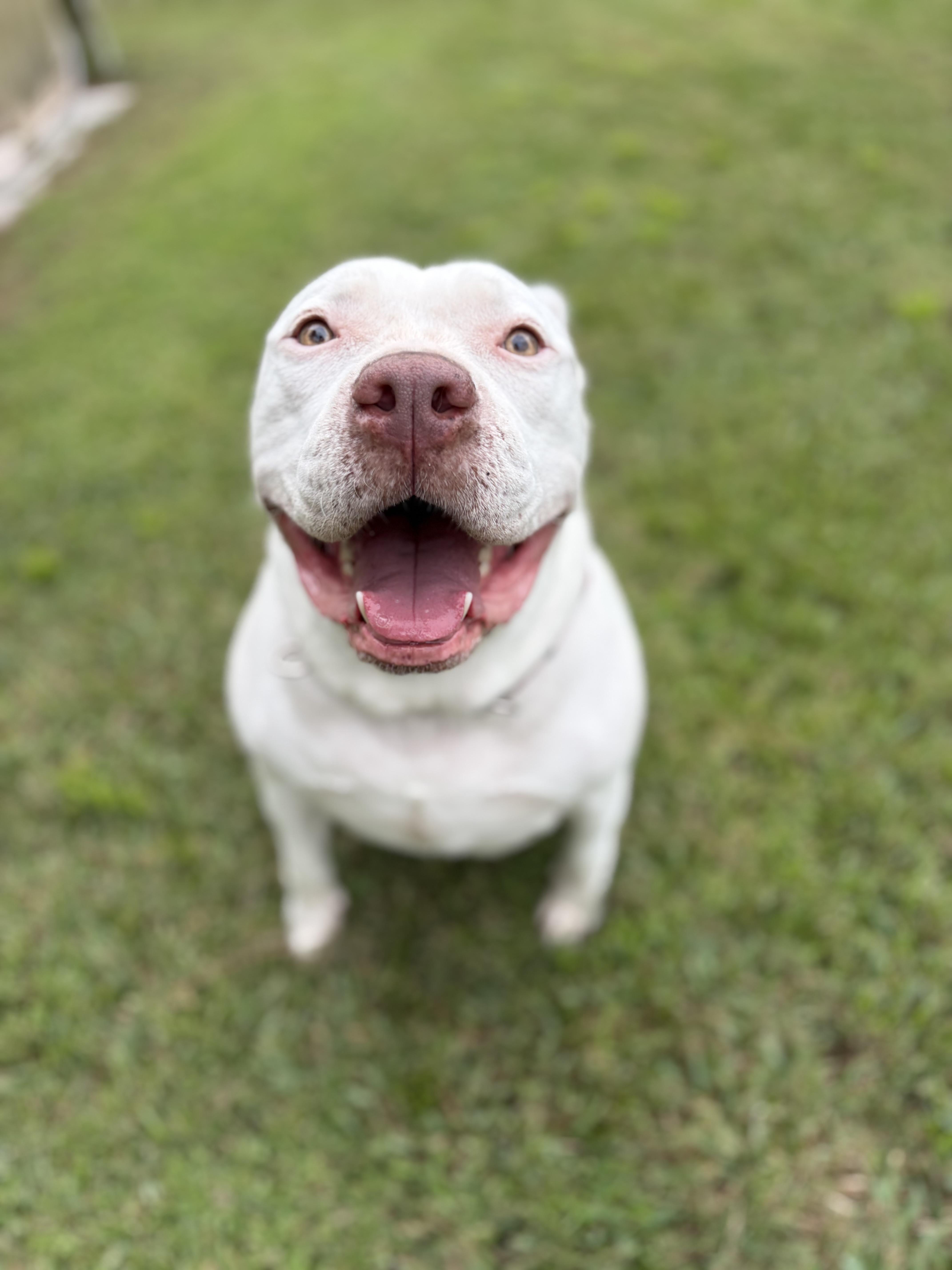 Enlarge Ava, a ADOPTABLE mixed breed in Port Saint Lucie, FL image 2/5