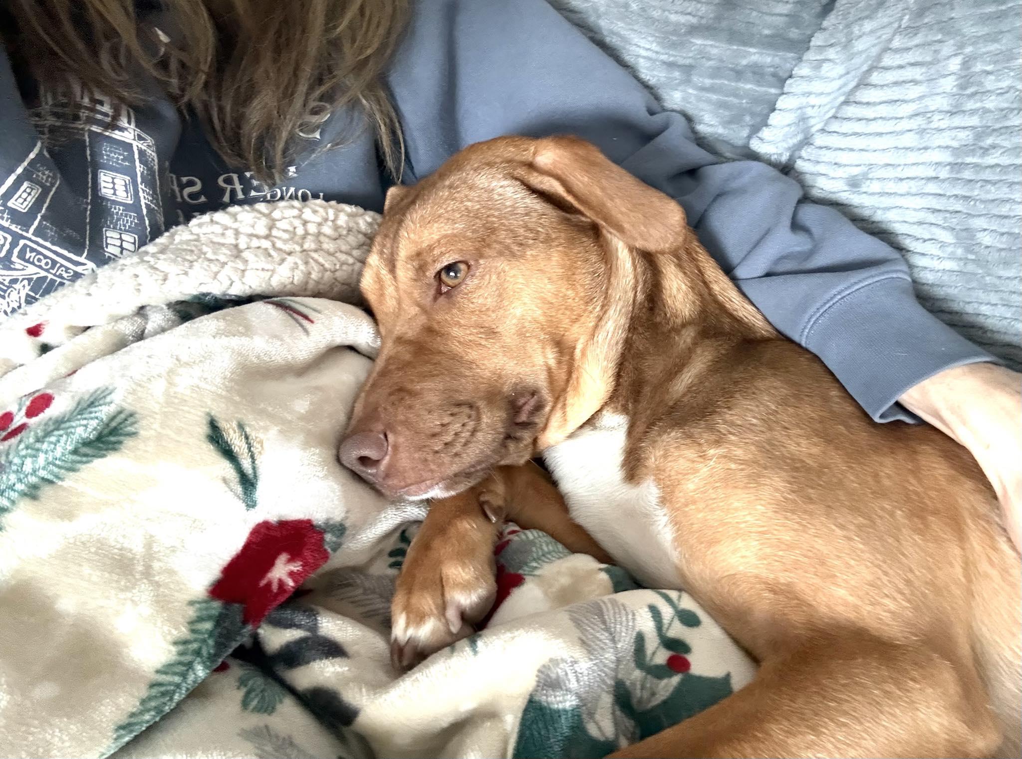 Enlarge Stella, a ADOPTABLE mixed breed in Traverse City, MI image 3/3