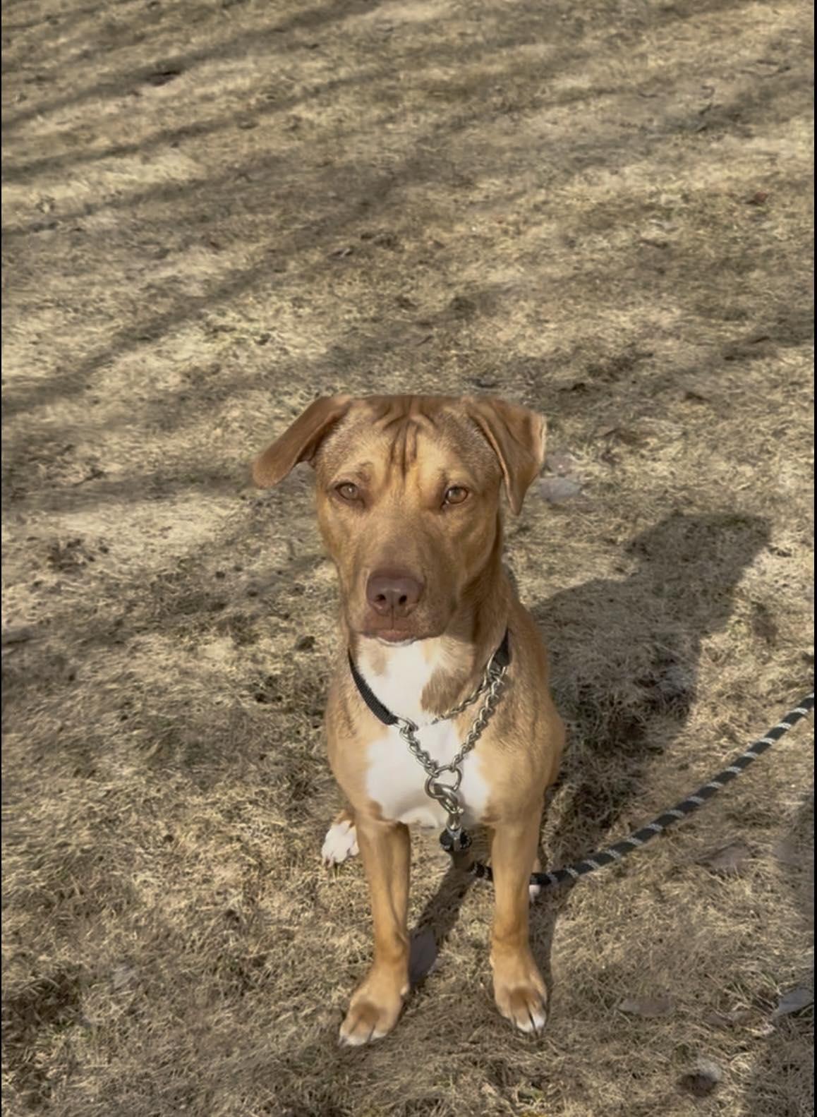 Enlarge Stella, a ADOPTABLE mixed breed in Traverse City, MI image 1/3