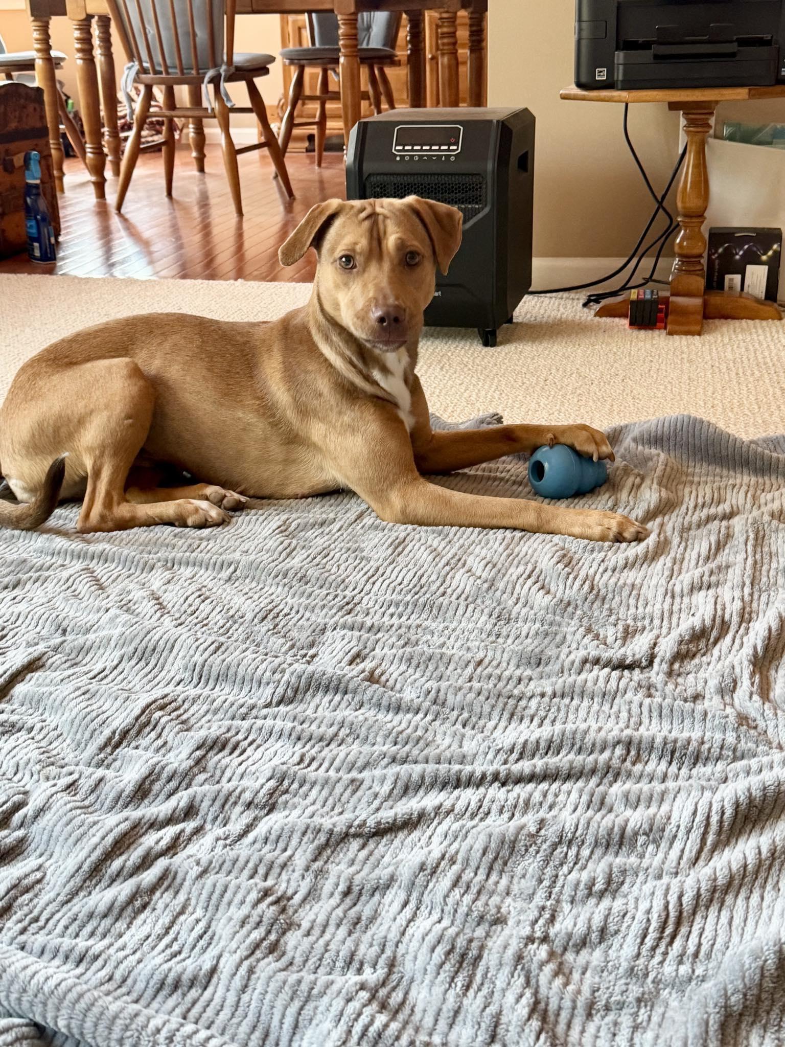 Enlarge Stella, a ADOPTABLE mixed breed in Traverse City, MI image 2/3