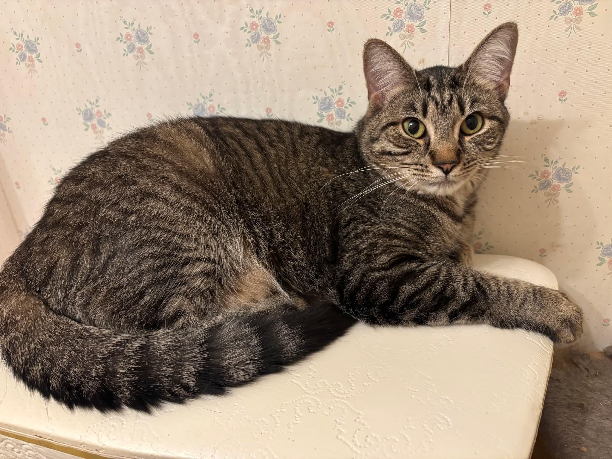 Enlarge Frisco, a Adoptable Domestic Short Hair in Carnegie, PA image 6/6