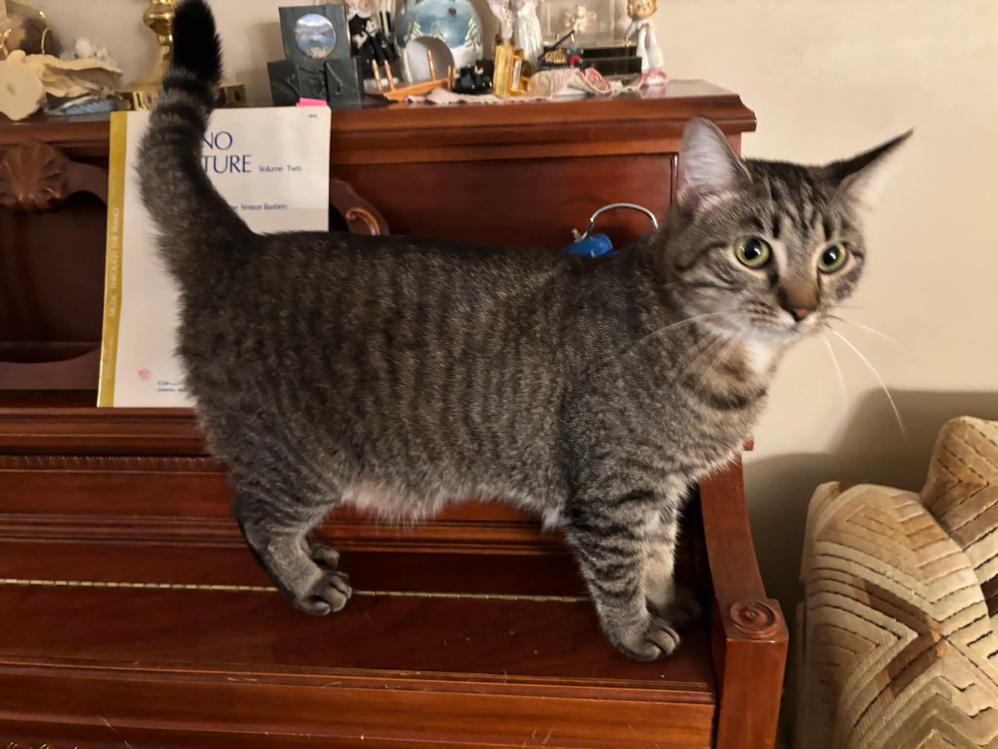 Enlarge Frisco, a Adoptable Domestic Short Hair in Carnegie, PA image 3/6