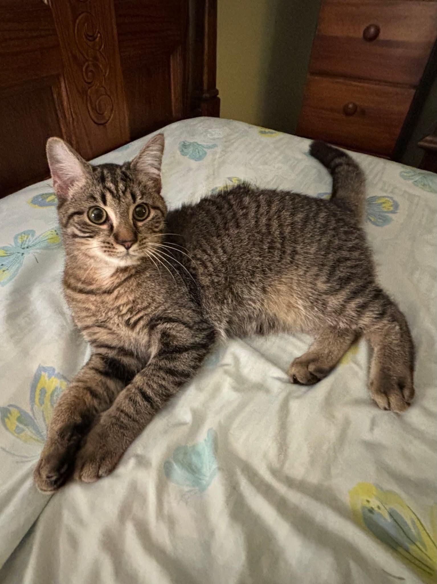 Frisco, Adoptable, Kitten Male Domestic Short Hair.