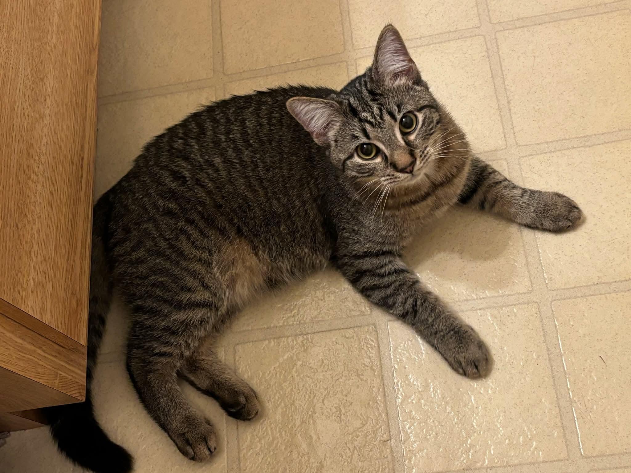 Enlarge Frisco, a Adoptable Domestic Short Hair in Carnegie, PA image 2/6