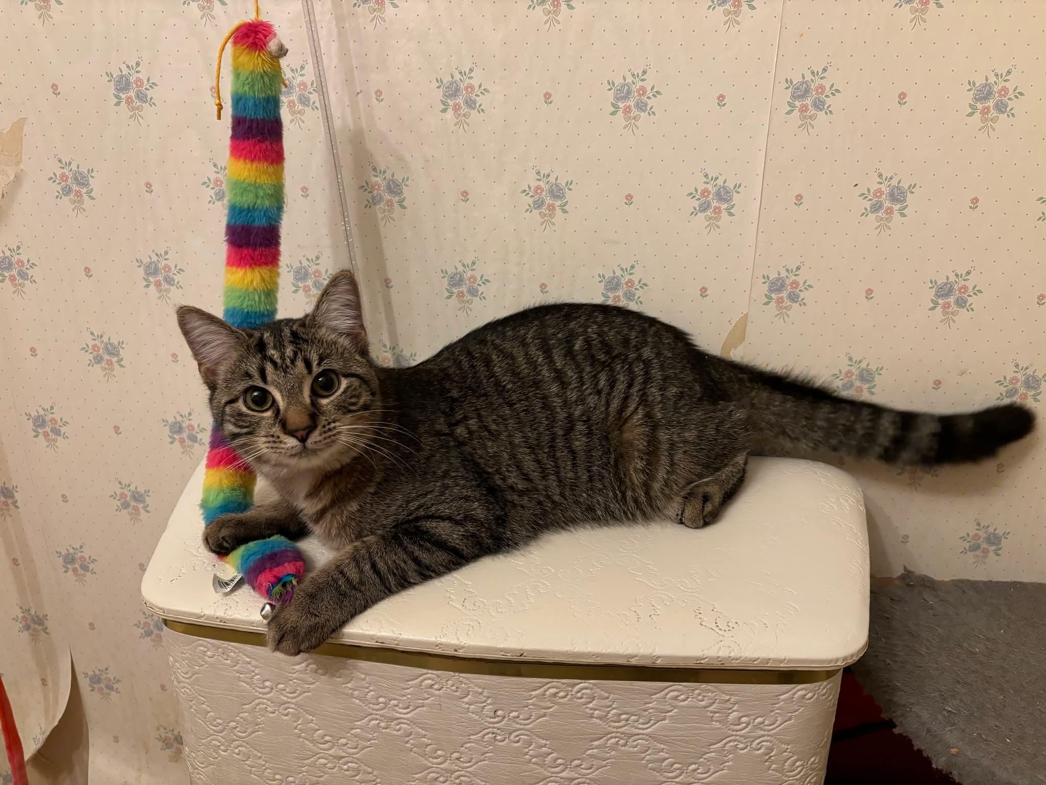 Frisco, Adoptable, Kitten Male Domestic Short Hair.