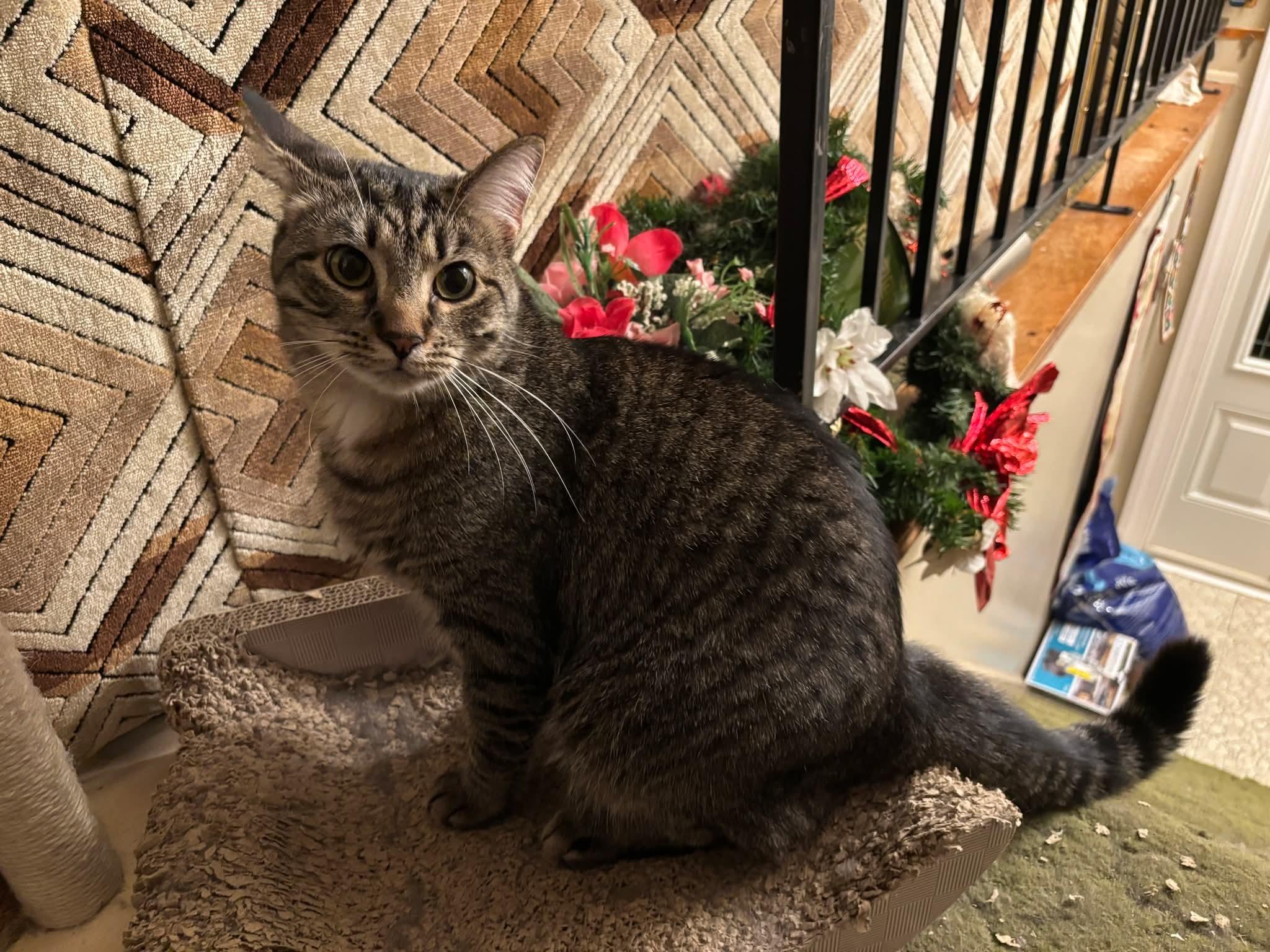 Enlarge Frisco, a Adoptable Domestic Short Hair in Carnegie, PA image 1/6