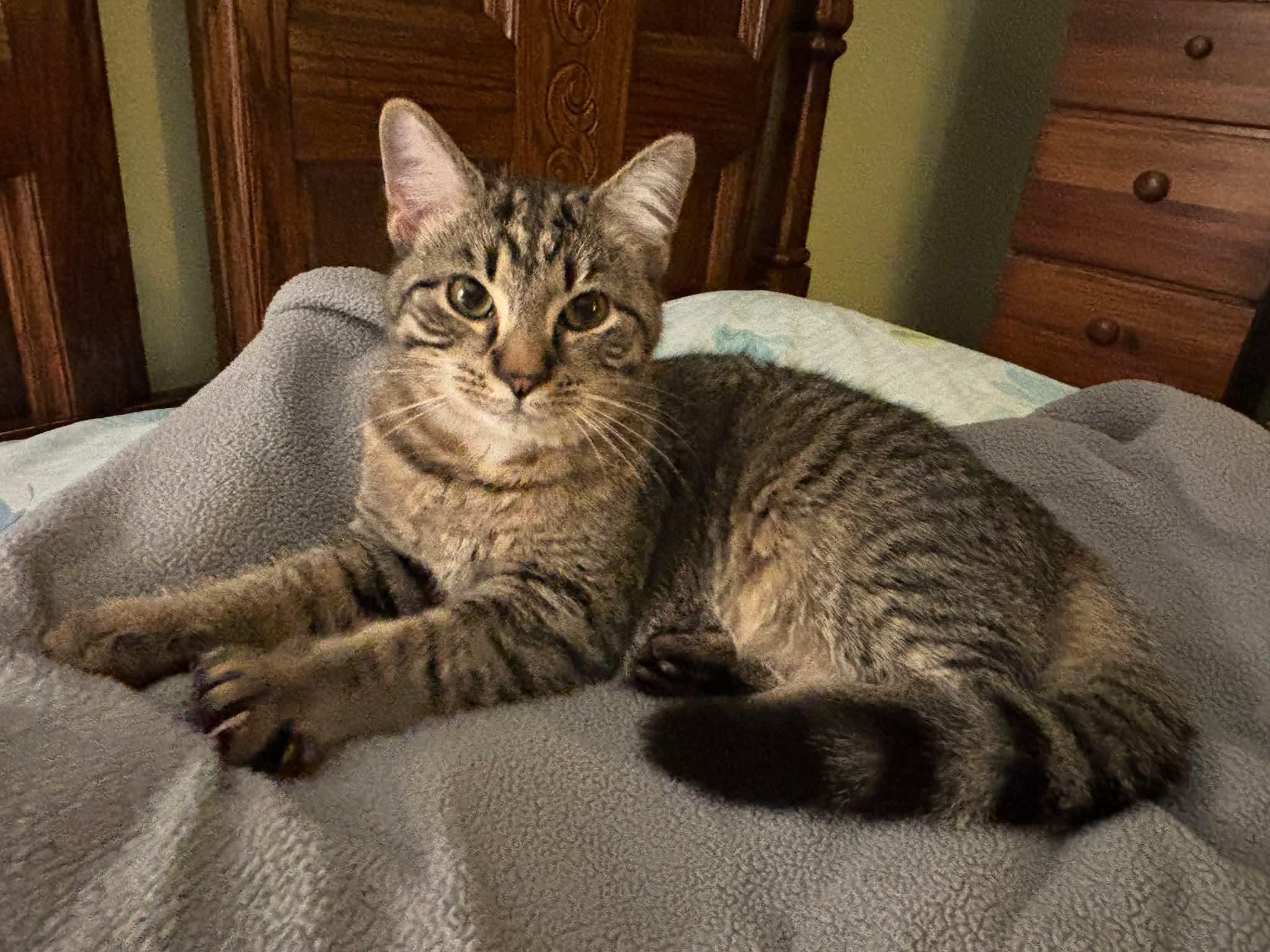 Enlarge Frisco, a Adoptable Domestic Short Hair in Carnegie, PA image 4/6