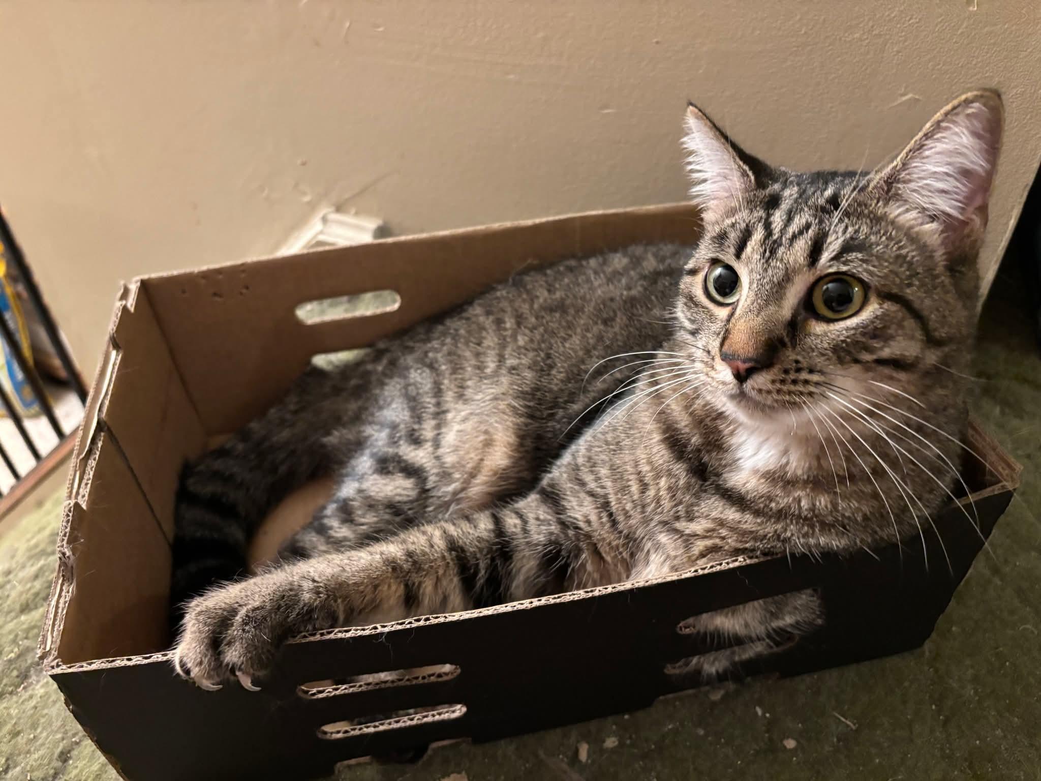Enlarge Frisco, a Adoptable Domestic Short Hair in Carnegie, PA image 5/6