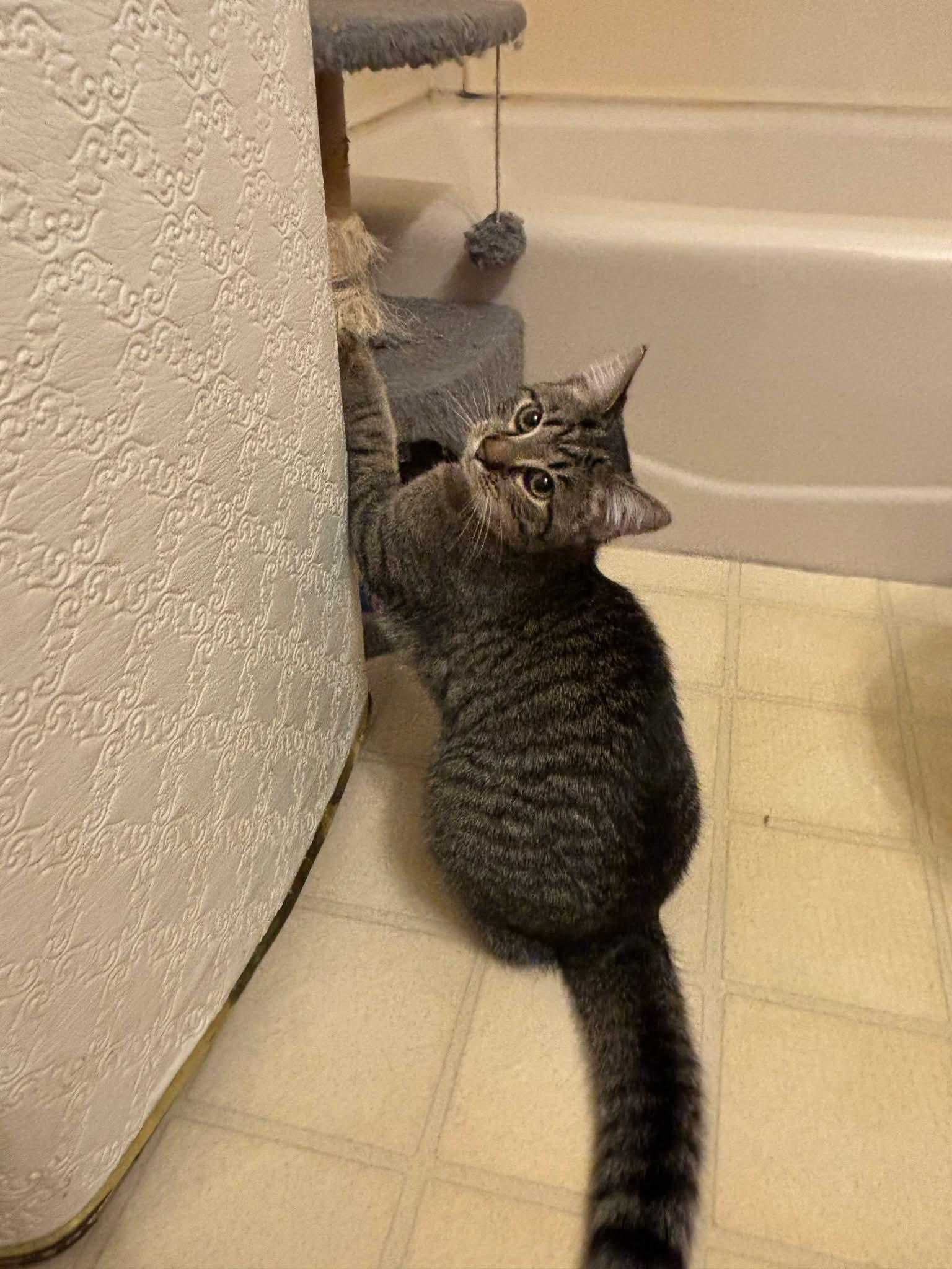 Enlarge Frisco, a Adoptable Domestic Short Hair in Carnegie, PA image 5/6