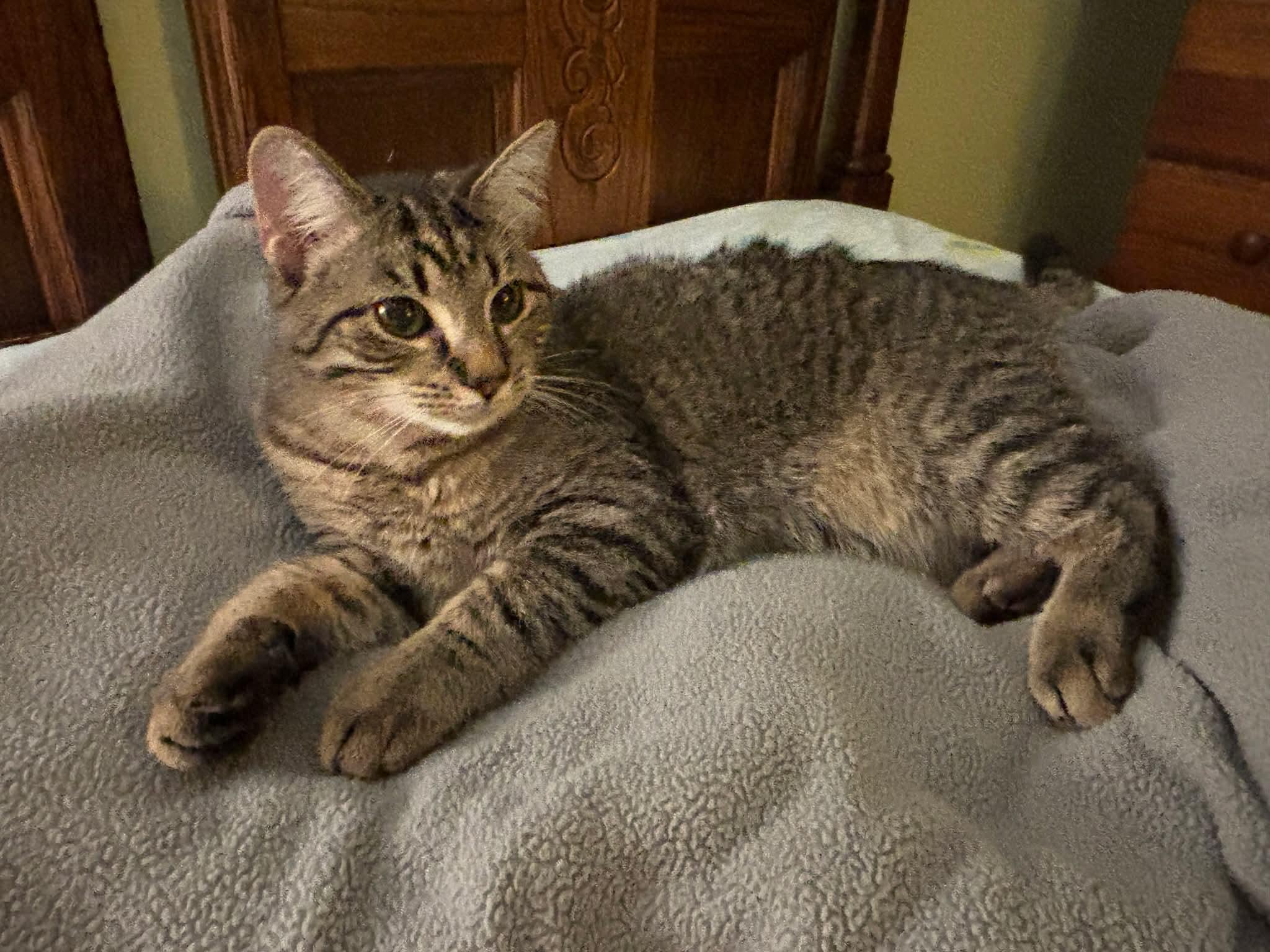 Enlarge Frisco, a Adoptable Domestic Short Hair in Carnegie, PA image 6/6