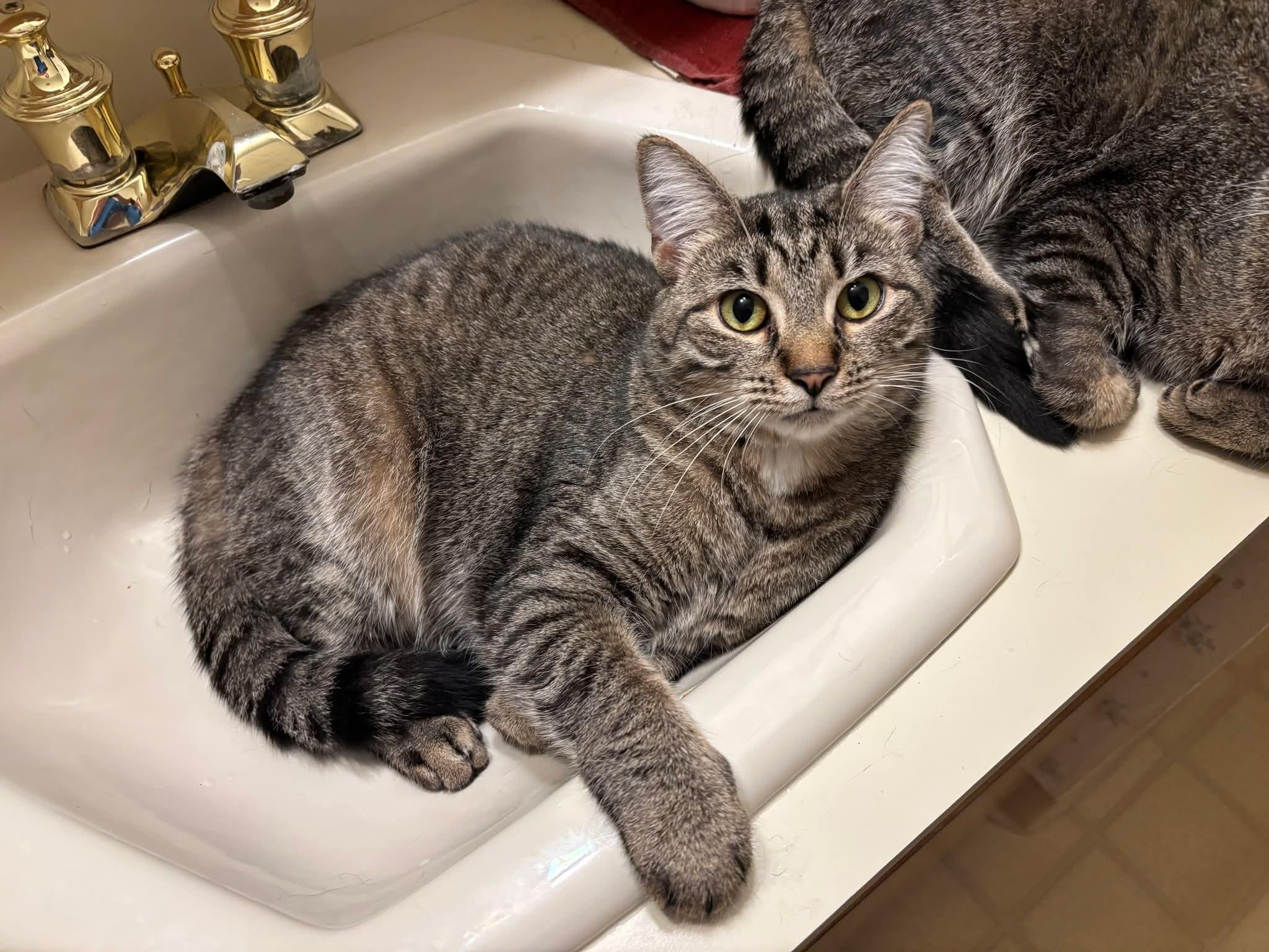 Enlarge Frisco, a Adoptable Domestic Short Hair in Carnegie, PA image 4/6