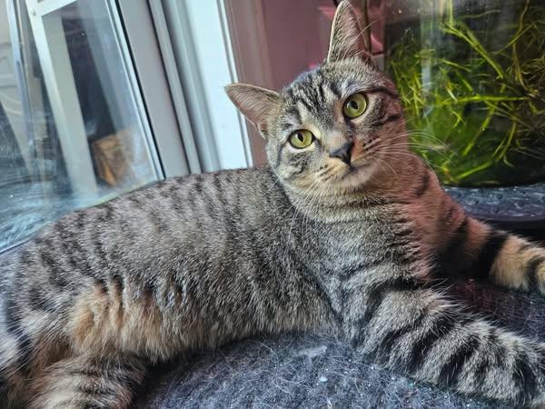 Tic Tac, Adopted, Young Female Domestic Short Hair.