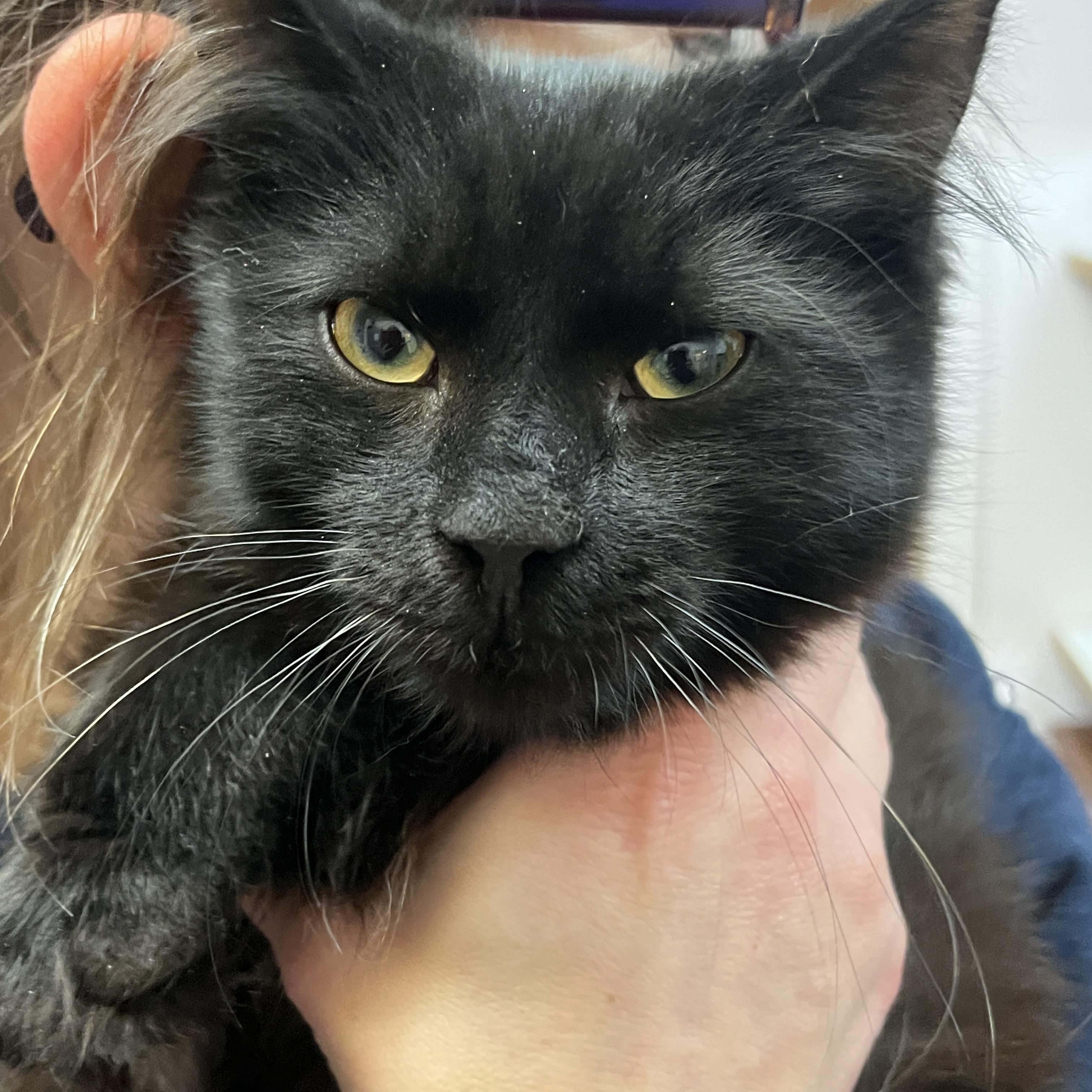 Enlarge HAPPY (CR/SC), a Adoptable Domestic Medium Hair in Sainte-Angele-de-Monnoir, QC image 1/6