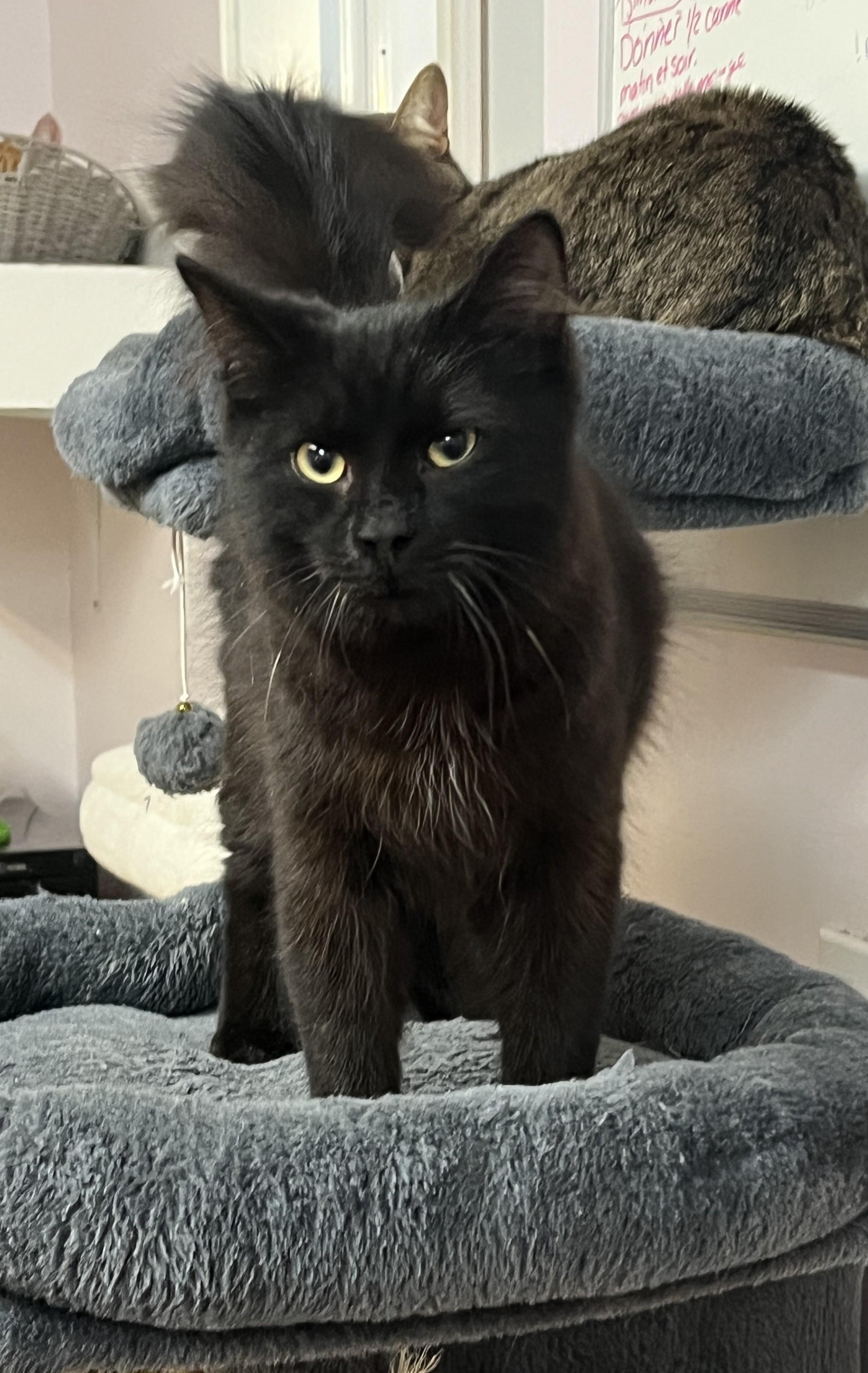 Enlarge HAPPY (CR/SC), a Adoptable Domestic Medium Hair in Sainte-Angele-de-Monnoir, QC image 3/6