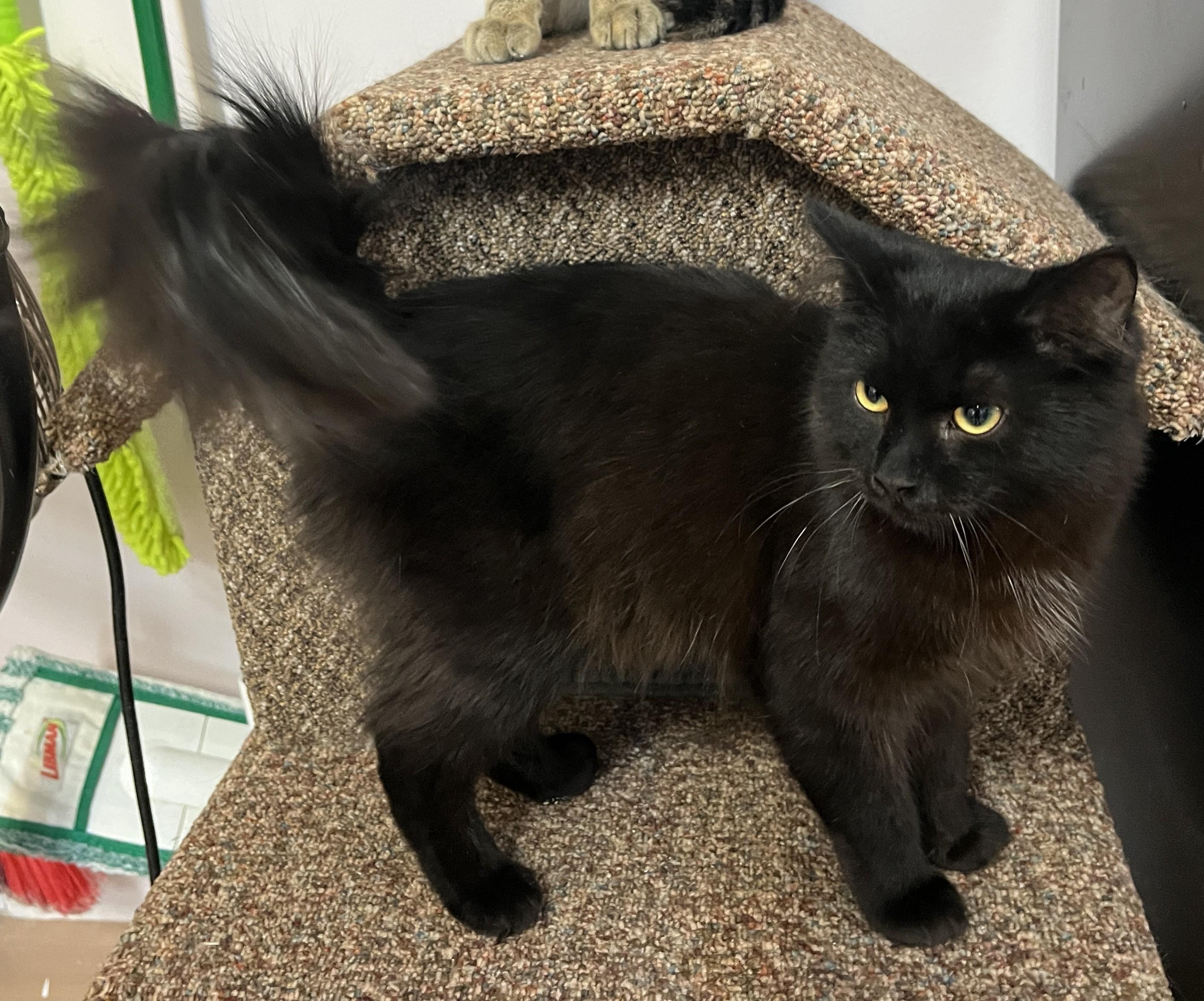 Enlarge HAPPY (CR/SC), a Adoptable Domestic Medium Hair in Sainte-Angele-de-Monnoir, QC image 4/6