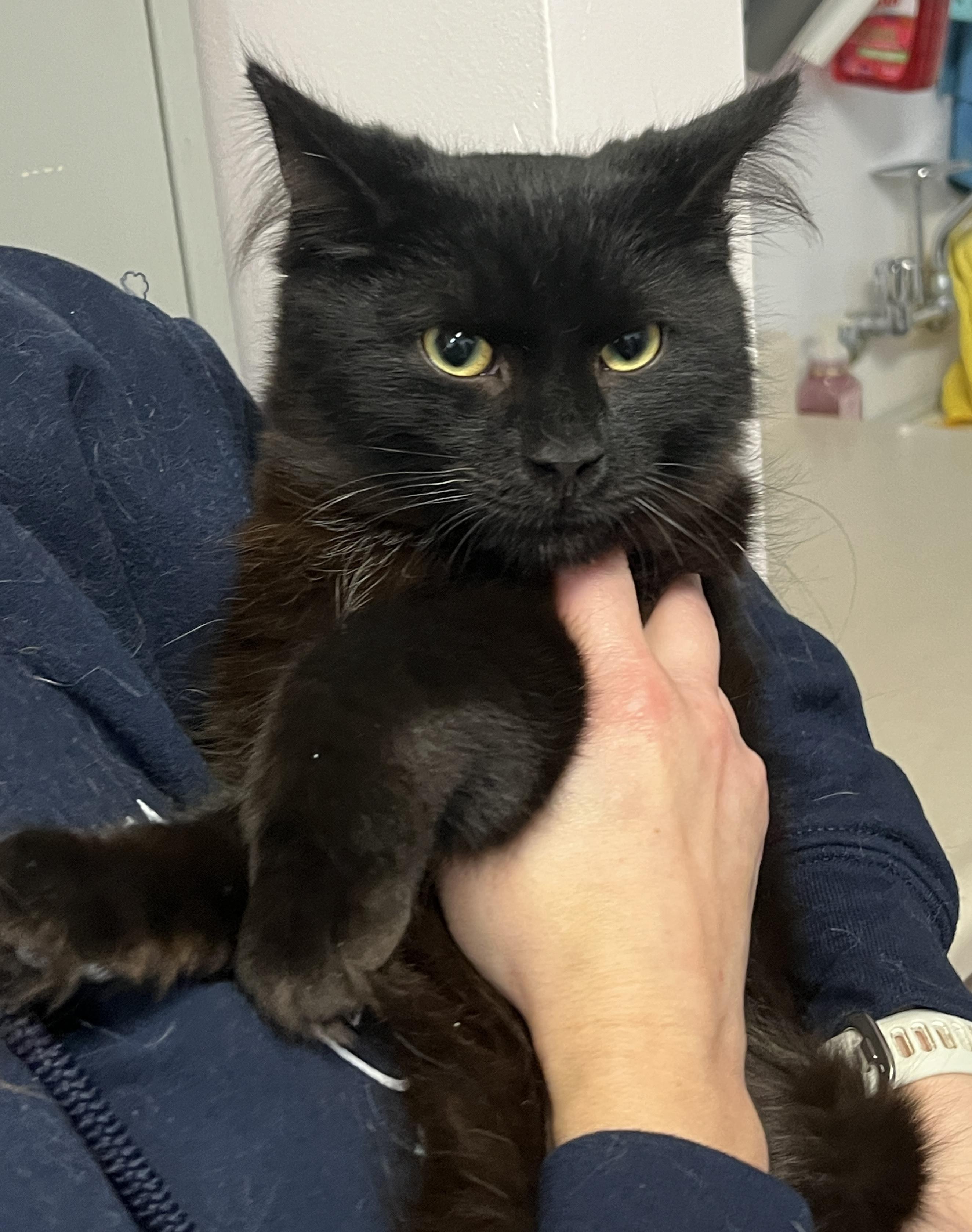 Enlarge HAPPY (CR/SC), a Adoptable Domestic Medium Hair in Sainte-Angele-de-Monnoir, QC image 5/6