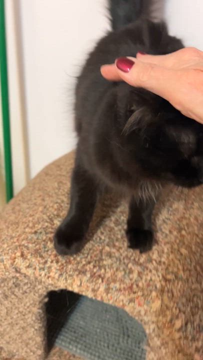 Enlarge HAPPY (CR/SC), a Adoptable Domestic Medium Hair in Sainte-Angele-de-Monnoir, QC video 6/6
