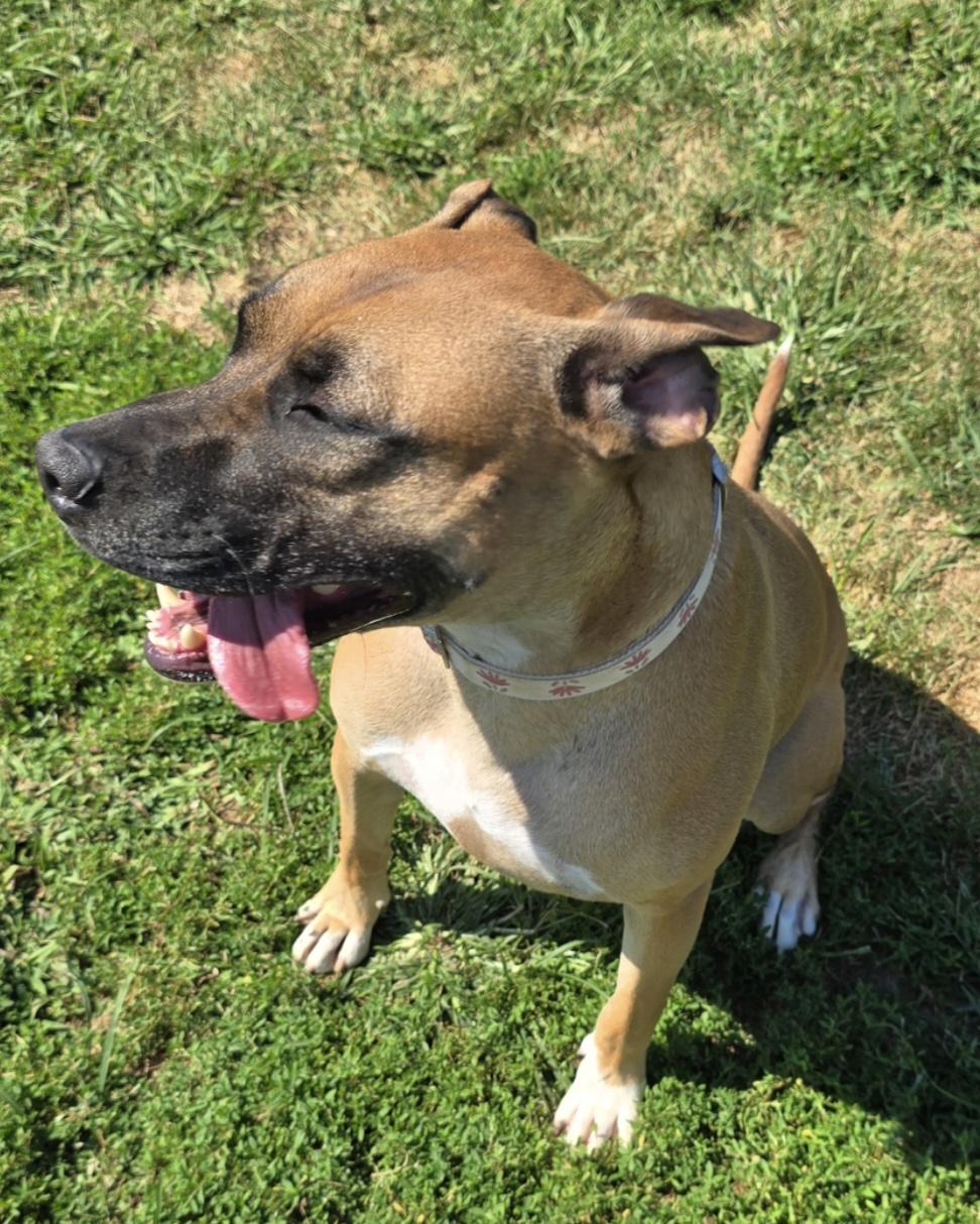Enlarge Daisy, an adopted mixed breed in Terre Haute, IN image 5/6