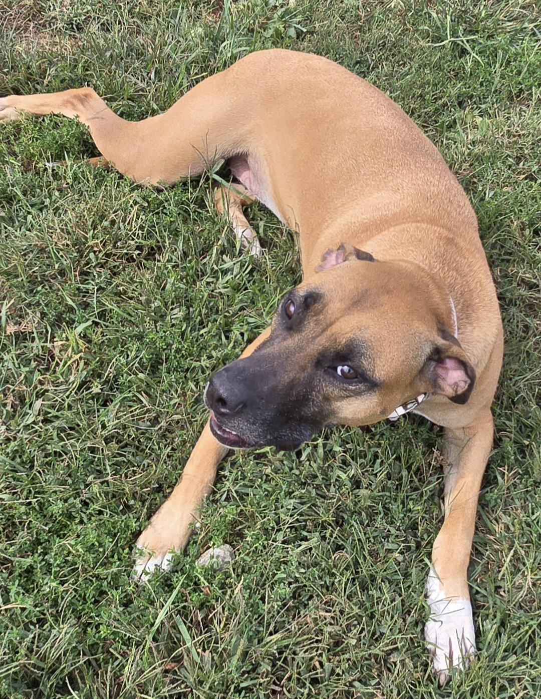 Enlarge Daisy, an adopted mixed breed in Terre Haute, IN image 4/6