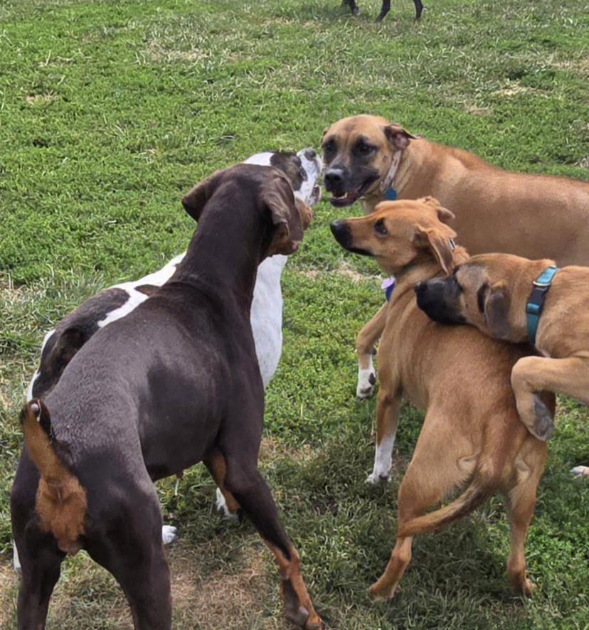 Enlarge Daisy, an adopted mixed breed in Terre Haute, IN image 3/6