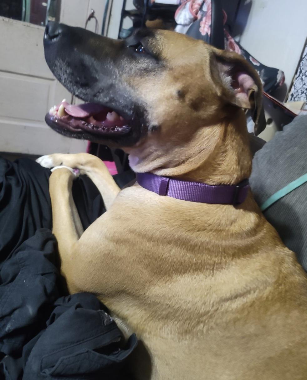 Enlarge Daisy, an adopted mixed breed in Terre Haute, IN image 2/6