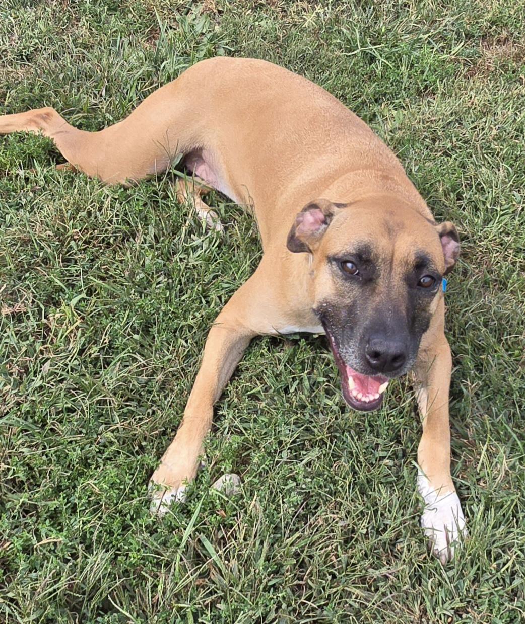 Enlarge Daisy, an adopted mixed breed in Terre Haute, IN image 1/6