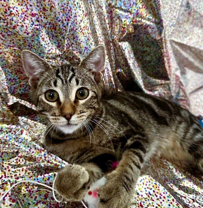 Enlarge Miss Walnut - Tree Litter, a Adoptable mixed breed in Anthem, AZ image 1/6