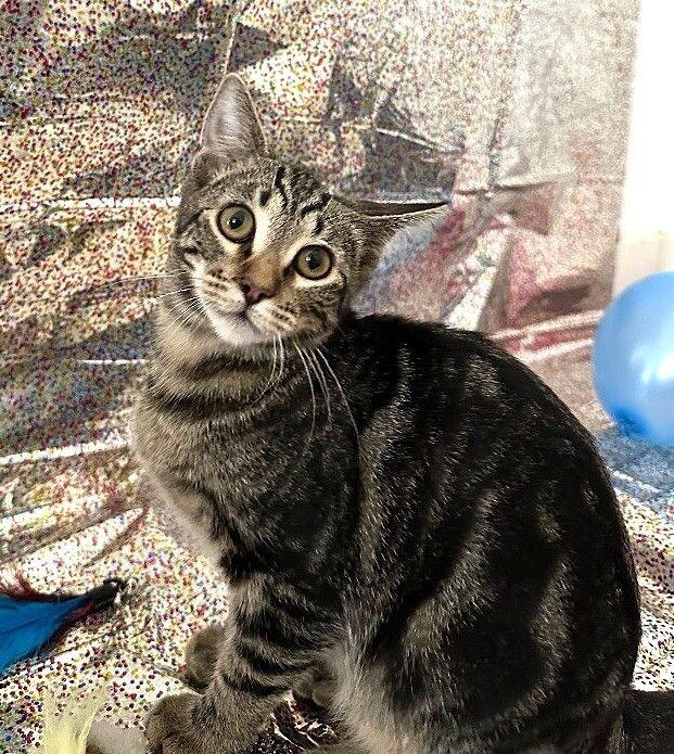 Enlarge Miss Walnut - Tree Litter, a Adoptable mixed breed in Anthem, AZ image 3/6