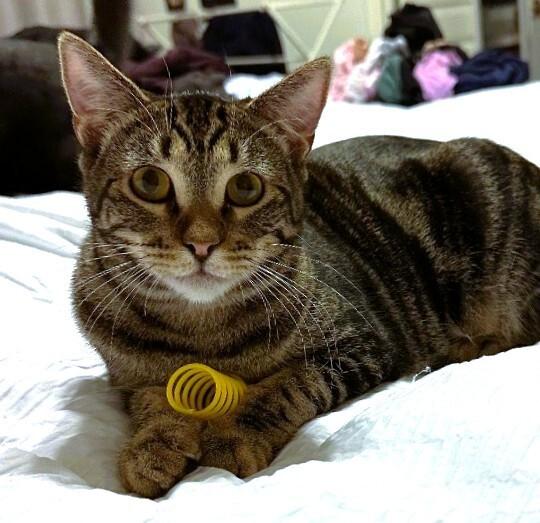 Enlarge Miss Walnut - Tree Litter, a Adoptable mixed breed in Anthem, AZ image 4/6