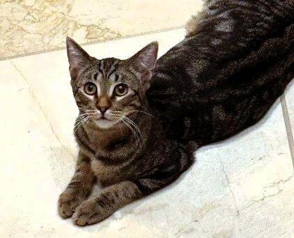 Enlarge Miss Walnut - Tree Litter, a Adoptable mixed breed in Anthem, AZ image 5/6