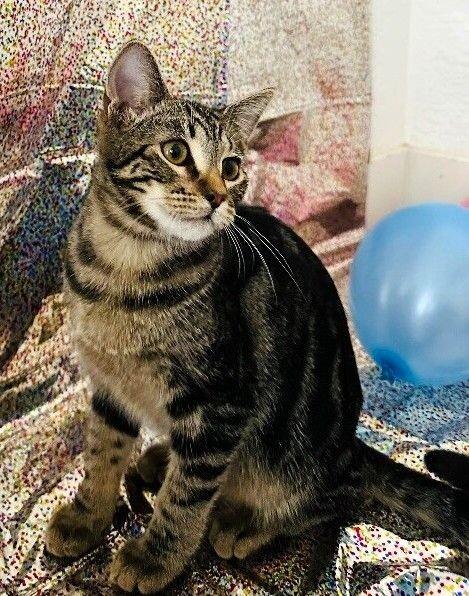 Enlarge Miss Walnut - Tree Litter, a Adoptable mixed breed in Anthem, AZ image 6/6