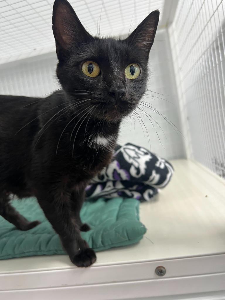 Sofia, Adoptable, Adult Female Domestic Short Hair.