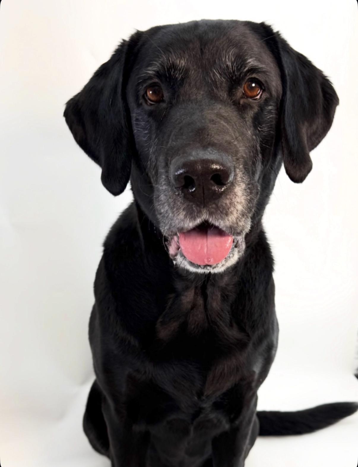 Enlarge Brutus, a Adoptable Black Labrador Retriever in Scottsdale, AZ image 2/3