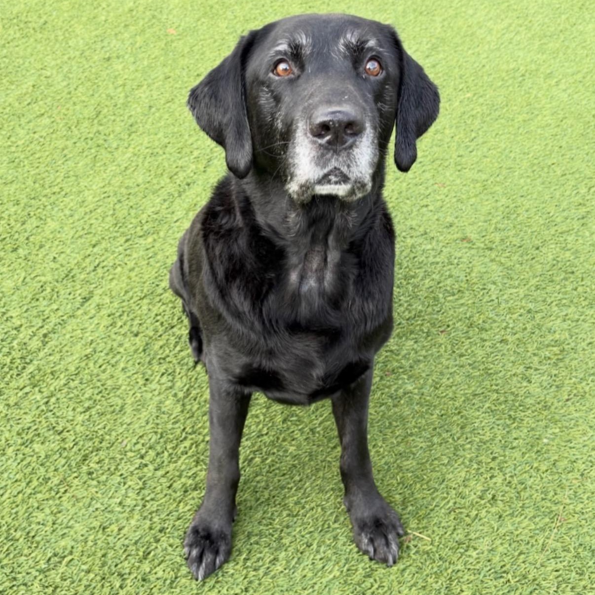 Enlarge Brutus, a Adoptable Black Labrador Retriever in Scottsdale, AZ image 3/3