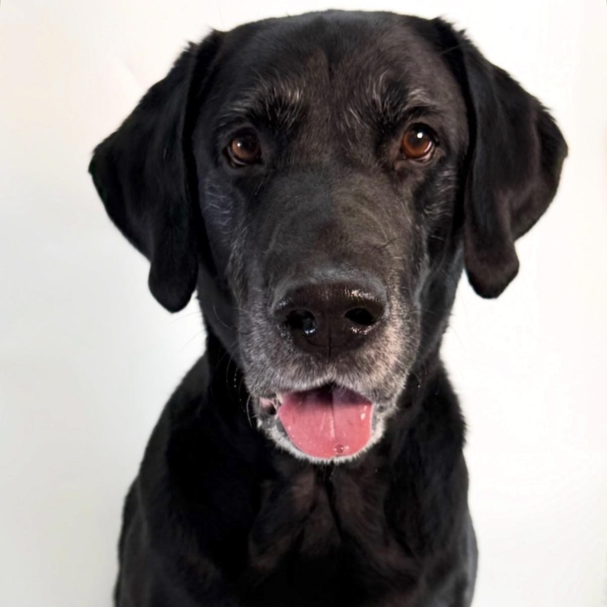 Brutus, Adoptable, Adult Male Black Labrador Retriever.