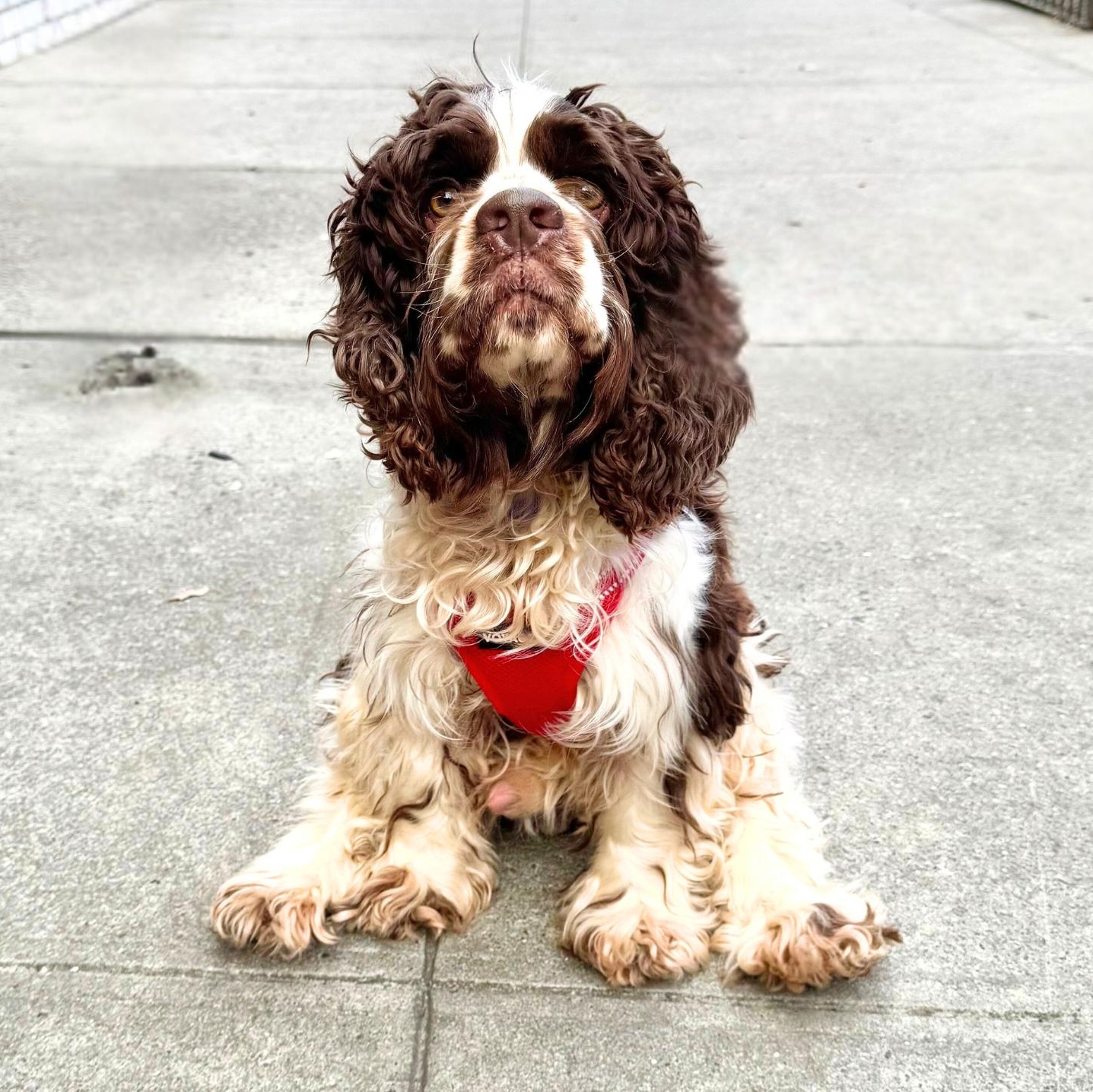 Dog for adoption - Pride, a Cocker Spaniel Mix in Ossining, NY | Petfinder