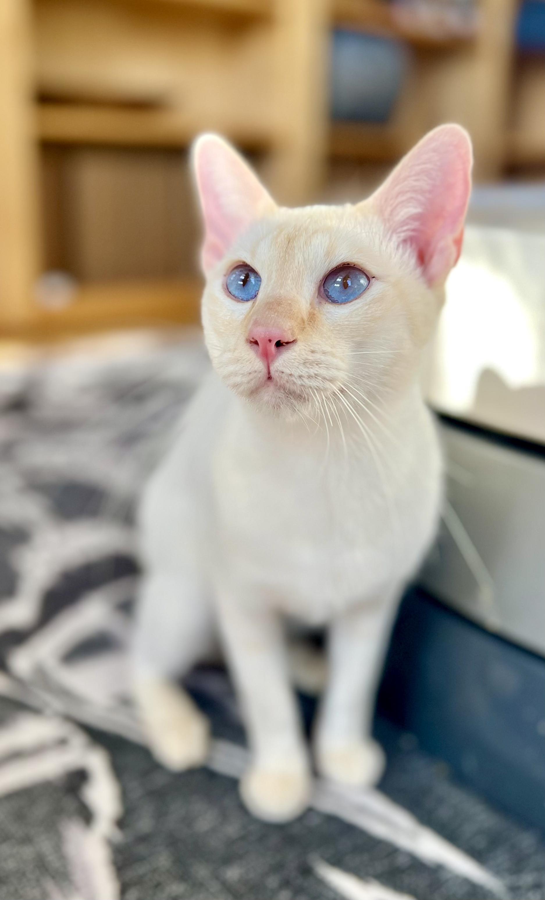 Enlarge CHESNEY, a Adopted Siamese in valparaiso, IN image 3/6